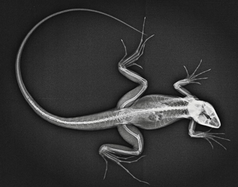 Provets Veterinaria foto 2